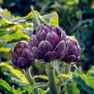 seeds artichoke - purple romagna_heirlooms_10 counts