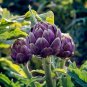seeds artichoke - purple romagna_heirlooms_10 counts
