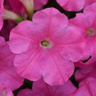 20 seeds ~ new e3 easy wave pink * trailing petunia pelleted