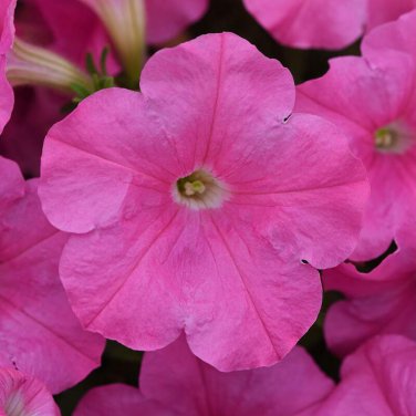 20 seeds ~ new e3 easy wave pink * trailing petunia pelleted