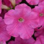 20 seeds ~ new e3 easy wave pink * trailing petunia pelleted