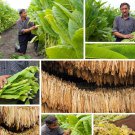 1500 seeds burley tobacco (nicotiana tabacum, tn90 burley) | tennessee nicotiana