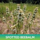 spotted beebalm seeds, monarda punctata