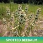 spotted beebalm seeds, monarda punctata