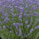25 lavender munstead, perennial herb, seed