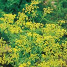 300 seeds bouquet dill non - gmo fresh harvest for gardens
