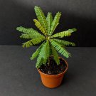 20 seeds fresh biophytum sensitivum seeds, moving plant, rare sensitive plant