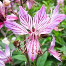 20 seeds gas plant (dictamnus albus) perennial herb flower essential oil