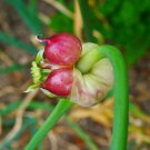 500 seeds allium sativum (garlic) | non-gmo garden