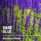 100 seeds sage, blue - mealy sage open pollinated nongmo