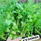 (100 pcs) cilantro seeds, coriander leaves, 香菜, 고수, rau mùi, ngò rí |new seeds|