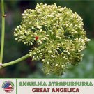 100 great angelica seeds, atropurpurea, native flower & medicinal herb