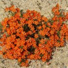 100 seeds scarlet pimpernel (adders eyes) anagallis arvensis flower