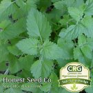 seeds catnip catmint | non-gmo heirloom fresh garden from