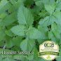 seeds catnip catmint | non-gmo heirloom fresh garden from