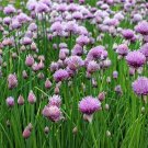 300 seeds chive common type fresh harvest for gardens