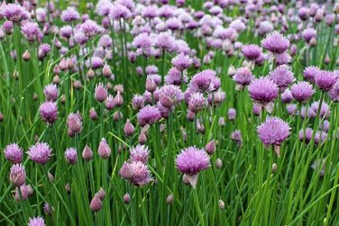 300 seeds chive common type fresh harvest for gardens