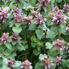 seeds 755 organic purple dead nettle lamium purpureum archangel