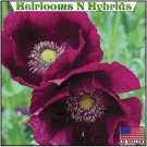 seeds 5,000 organic lauren's grape papavar somniferum poppy gorgeous deep purple