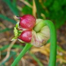 500 seeds allium sativum (garlic) | non-gmo garden