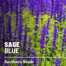 100 seeds sage, blue - mealy sage open pollinated nongmo