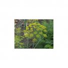 seeds dill dukat great garden herb by seed kingdom 2,000