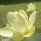 30 seeds yellow lotus flower ❤️american water lily for pots, ponds