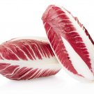 100 seeds radicchio di treviso rose vegetable