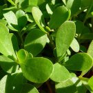 seeds 10,000 green purslane healthy herb portulaca oleracea - non-gmo