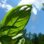 seeds 200 italian large leaf basil heirloom non-gmo , fresh