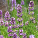 400 seeds  lemon mint . non-gmo garden heirloom herbs hummingbird