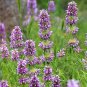 400 seeds  lemon mint . non-gmo garden heirloom herbs hummingbird