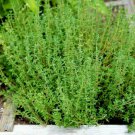 seeds thyme | thymus vulgaris perennial common german rosemary