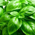 seeds basil 200 italian large leaf herb non-gmo heirloom