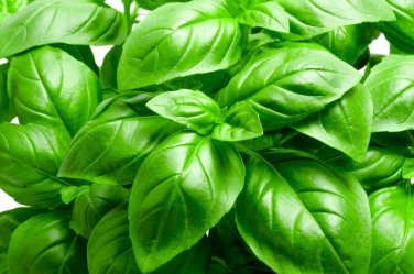 seeds basil 200 italian large leaf herb non-gmo heirloom