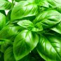 seeds basil 200 italian large leaf herb non-gmo heirloom