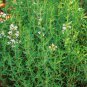 seeds 1000common thyme true winter perennial kitchen garden herb