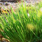 seeds onion chives | garden vegetable american french green herb seed