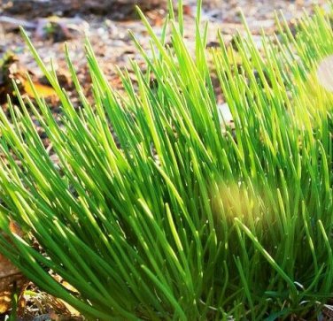 seeds onion chives | garden vegetable american french green herb seed