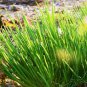 seeds onion chives | garden vegetable american french green herb seed