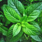 50 seeds peppermint * herb medicinal seasoning