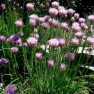 1/4 oz chives seeds, heirloom herb perennial herbs, non-gmo herbs 1800ct