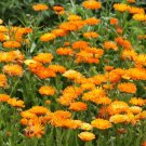 100 medicinal calendula (calendula officinalis) seeds, organic, deer resistant