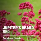 seeds jupiter's beard - red valerian (centranthus ruber) bee friendly 50