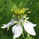 seeds black cumin, (nigella sativa)