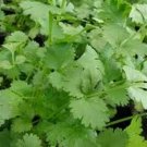 seeds cilantro slow bolting (coriander) herb heirloom vegetable 1/4 lb