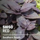 200 seeds shiso, red - asian culinary herb non gmo (perilla frutescens)