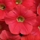 20 seeds ~ shock wave coral crush * trailing petunia pelleted