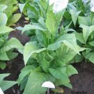 1000 seeds costello tobacco ~ heirloom columbian bright leaf