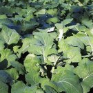 1000 seeds dwarf essex rape kale brassica napus vegetable